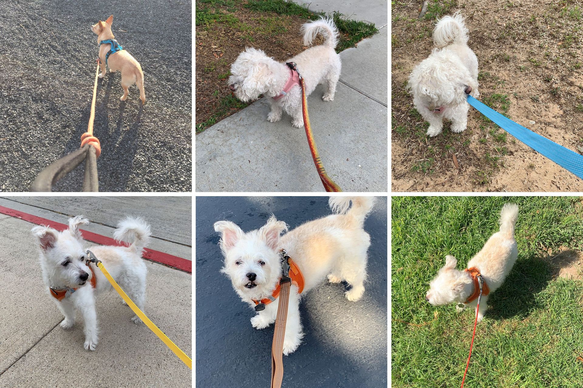 The Best Dog Leashes for Every Dog Gear Patrol