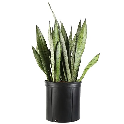 Costa Farms Snake Plant, Beautiful Easy Care Live Indoor Plant, Clean Air Purifying Houseplant, Interesting Room Décor, Great Housewarming Gift, 2-3 Feet Tall