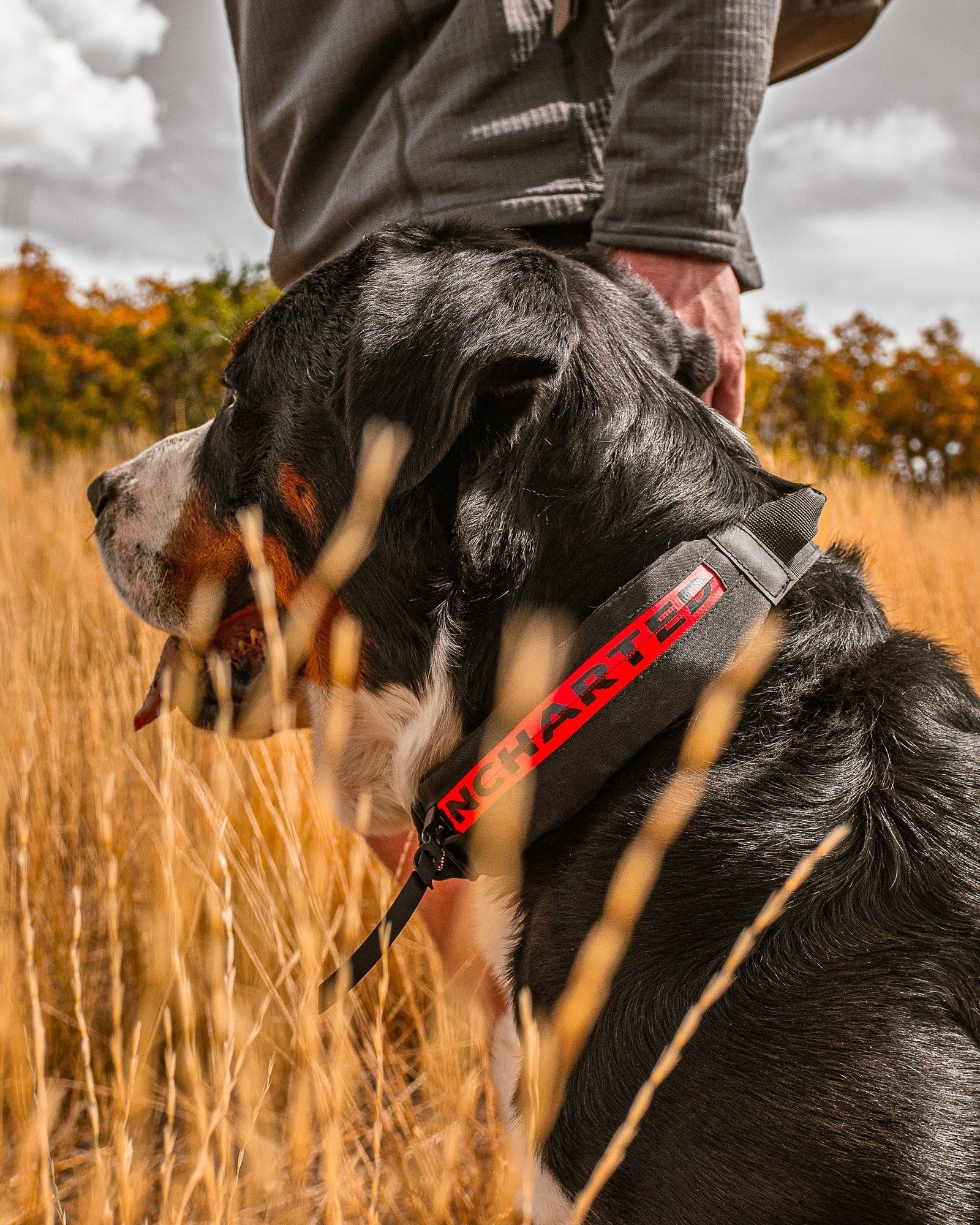 man standing next to dog wearing the wolf pack collar in field
