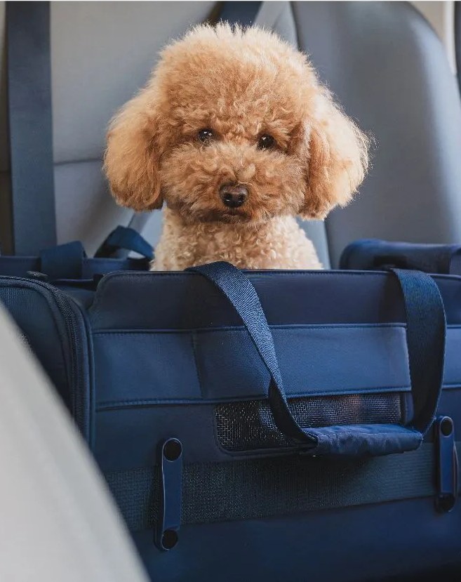 dog sitting in diggs passenger travel carrier