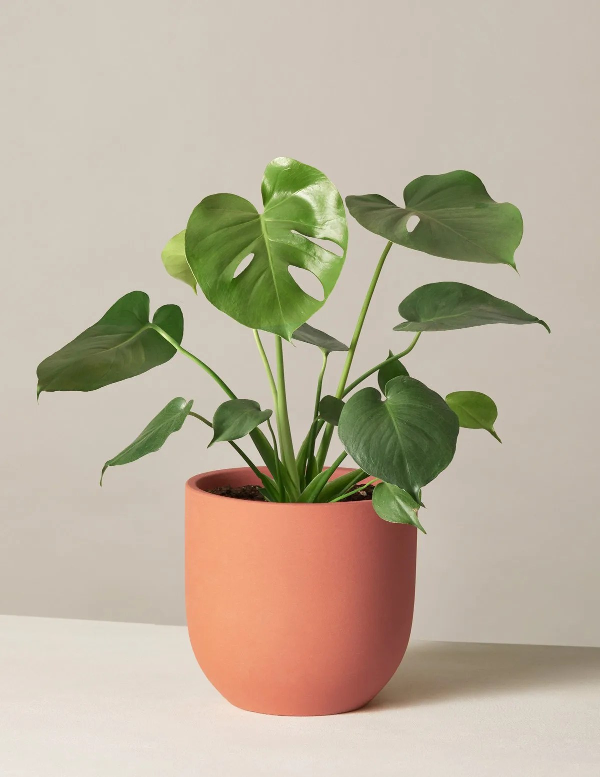 the sill monstera