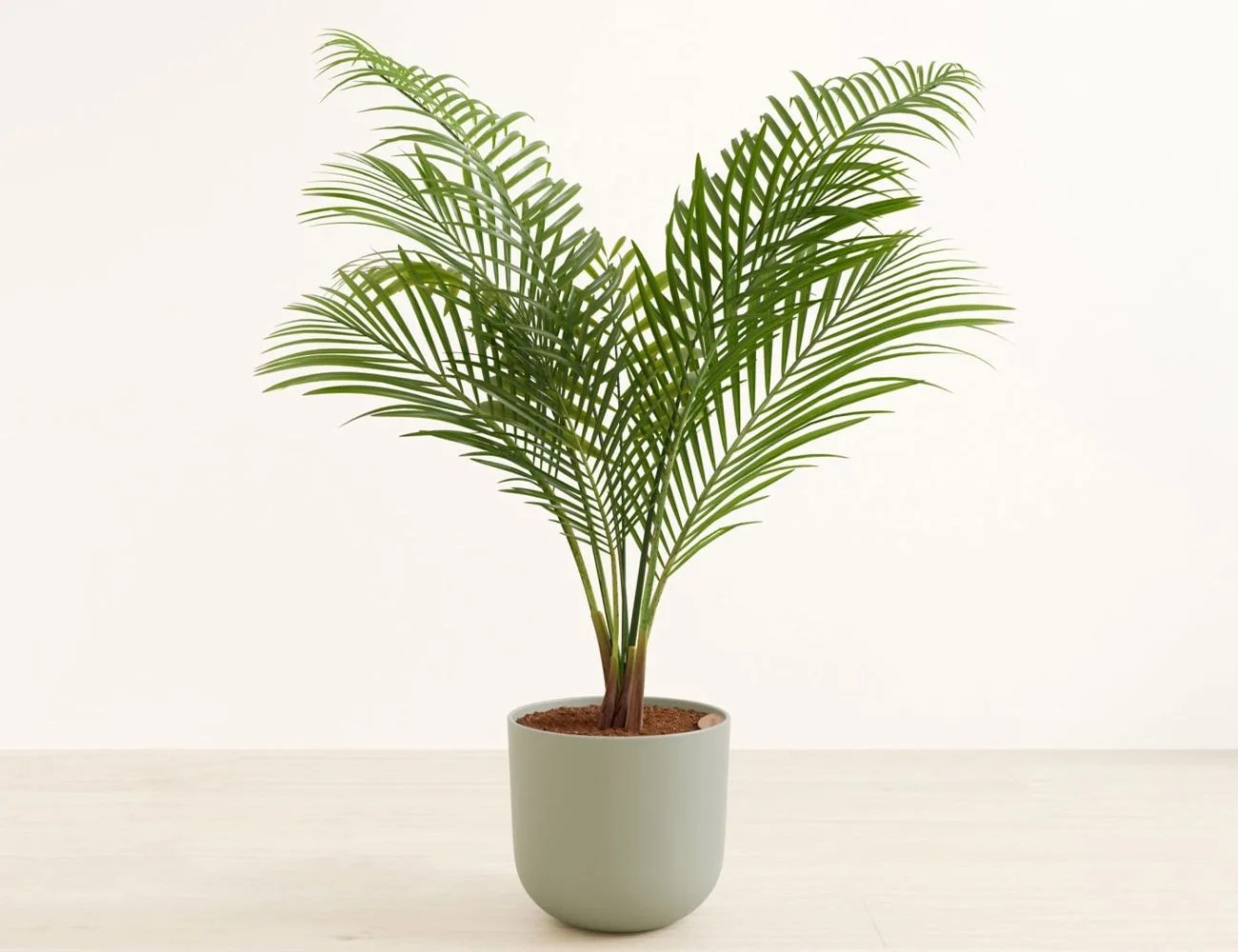 a plant in an easyplant pot