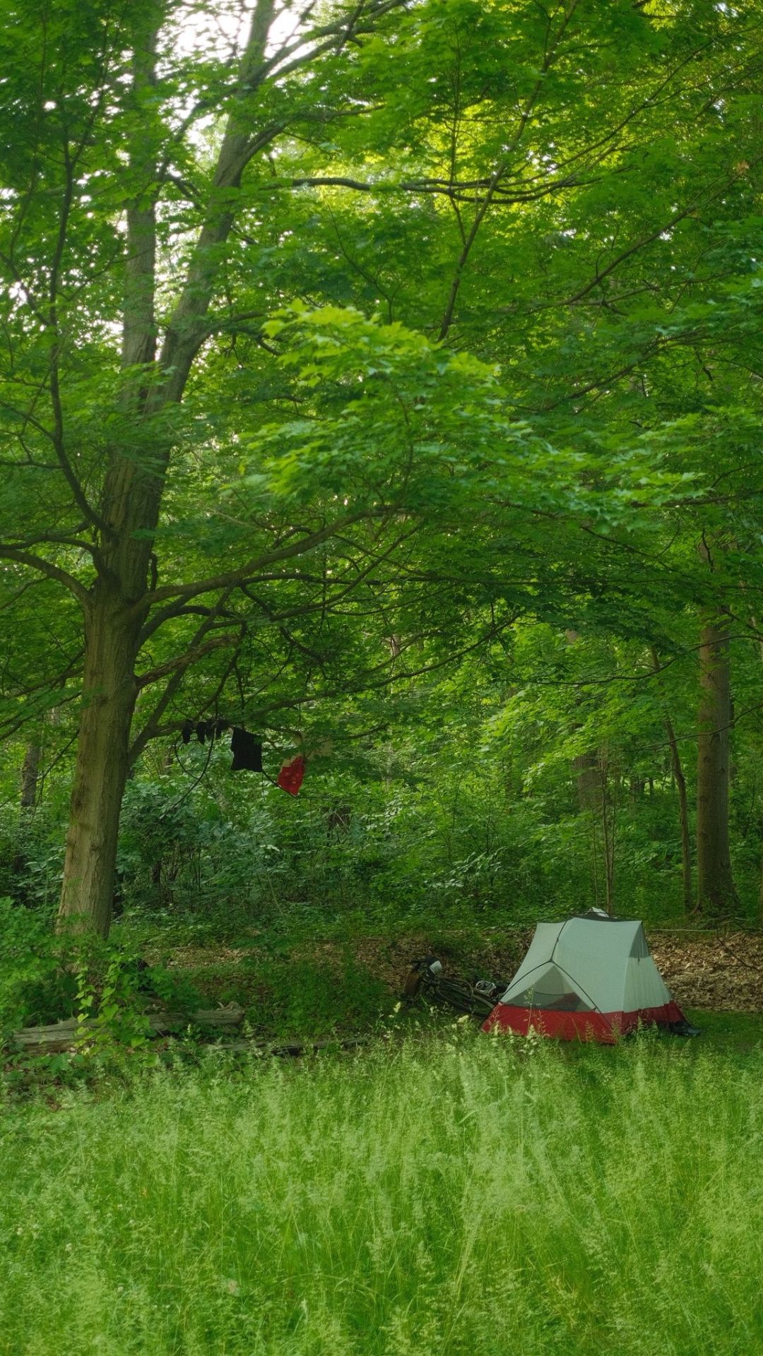 tent in field of grass