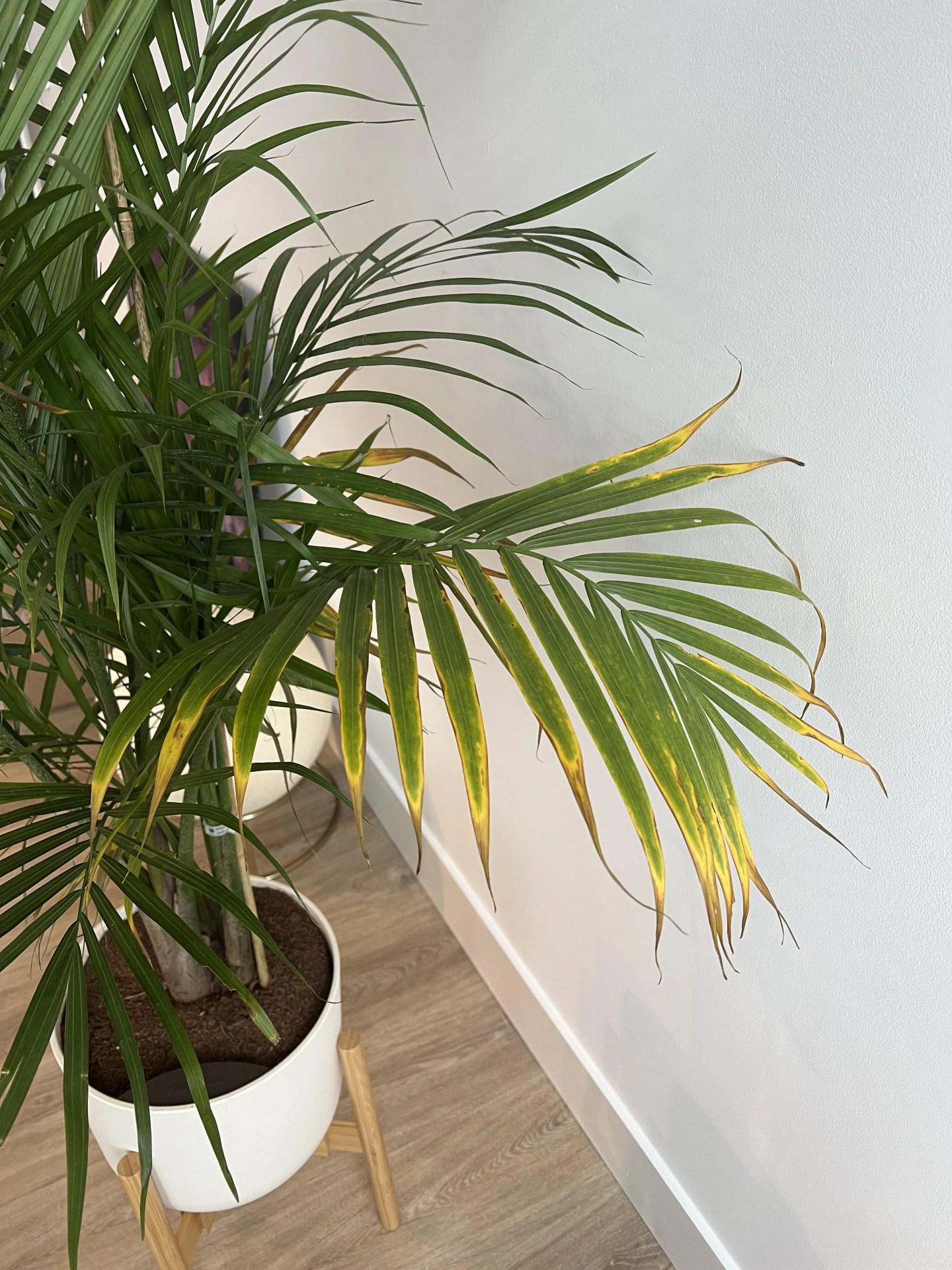 yellow and brown palm tree leaves