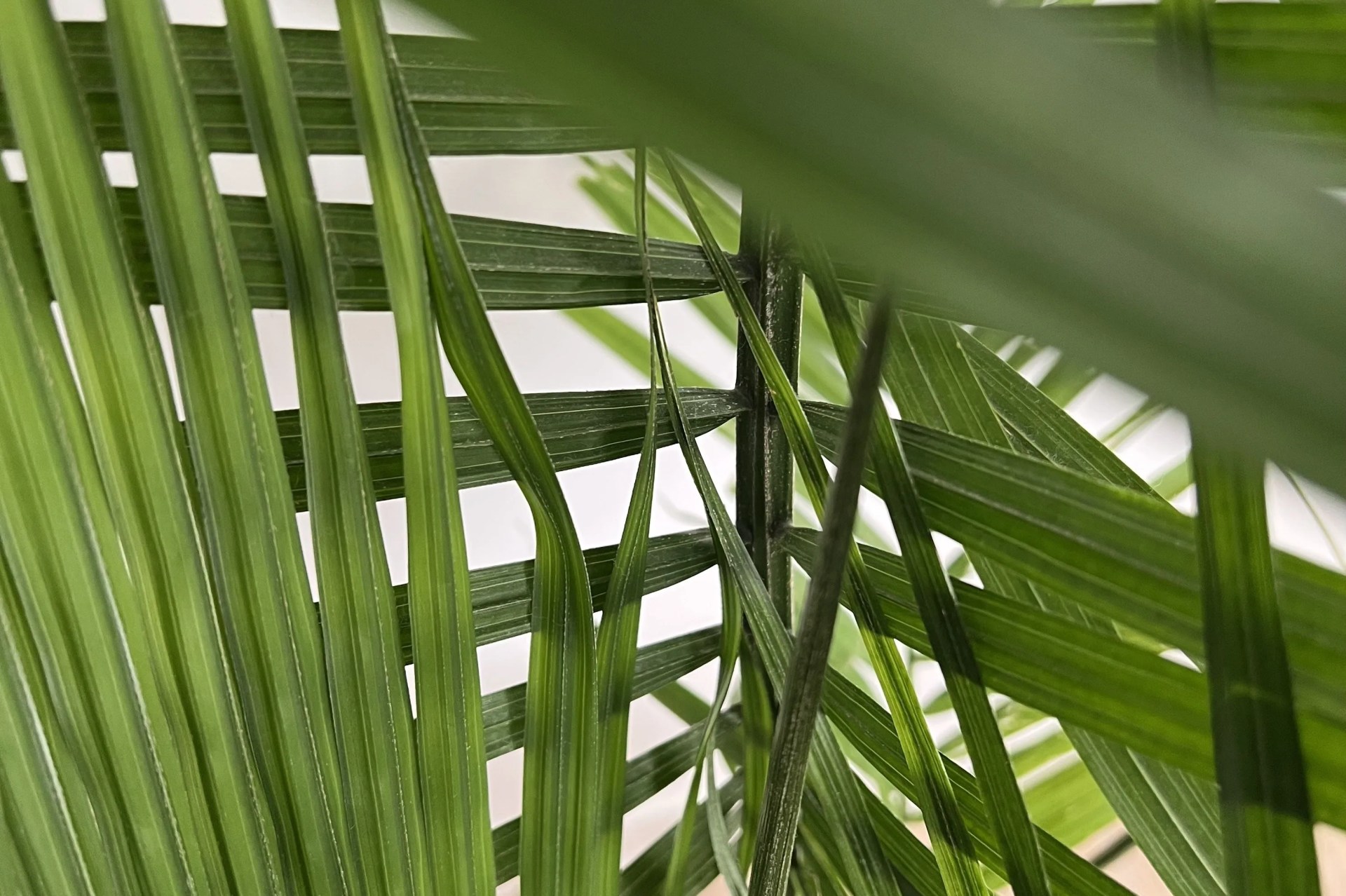 easyplant majesty palm closeup