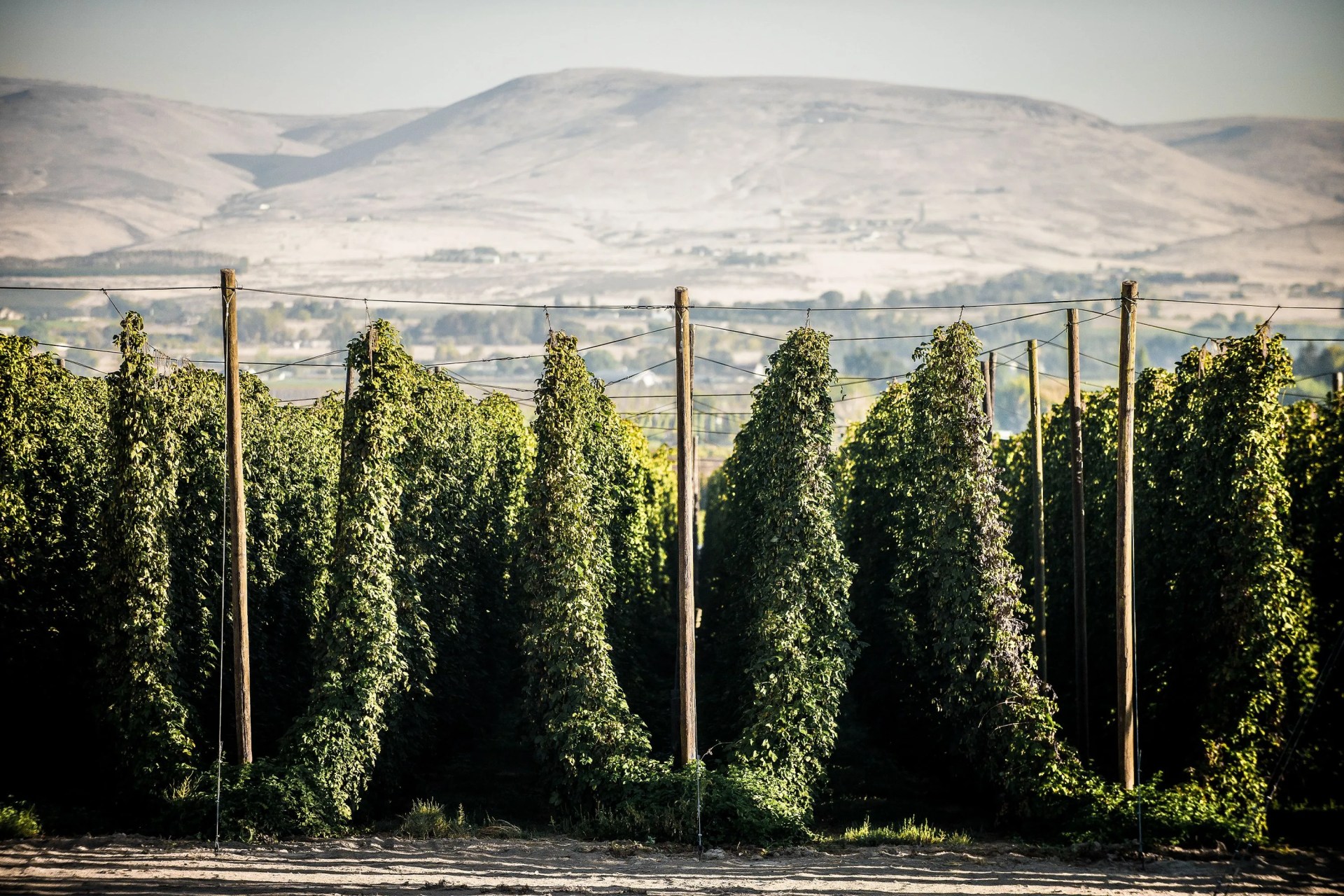 hop fields