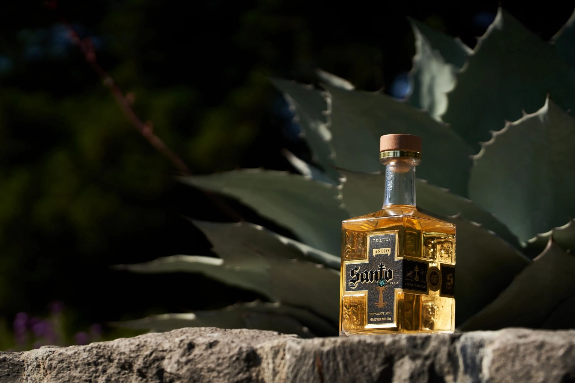 a bottle of tequila next to an agave plant