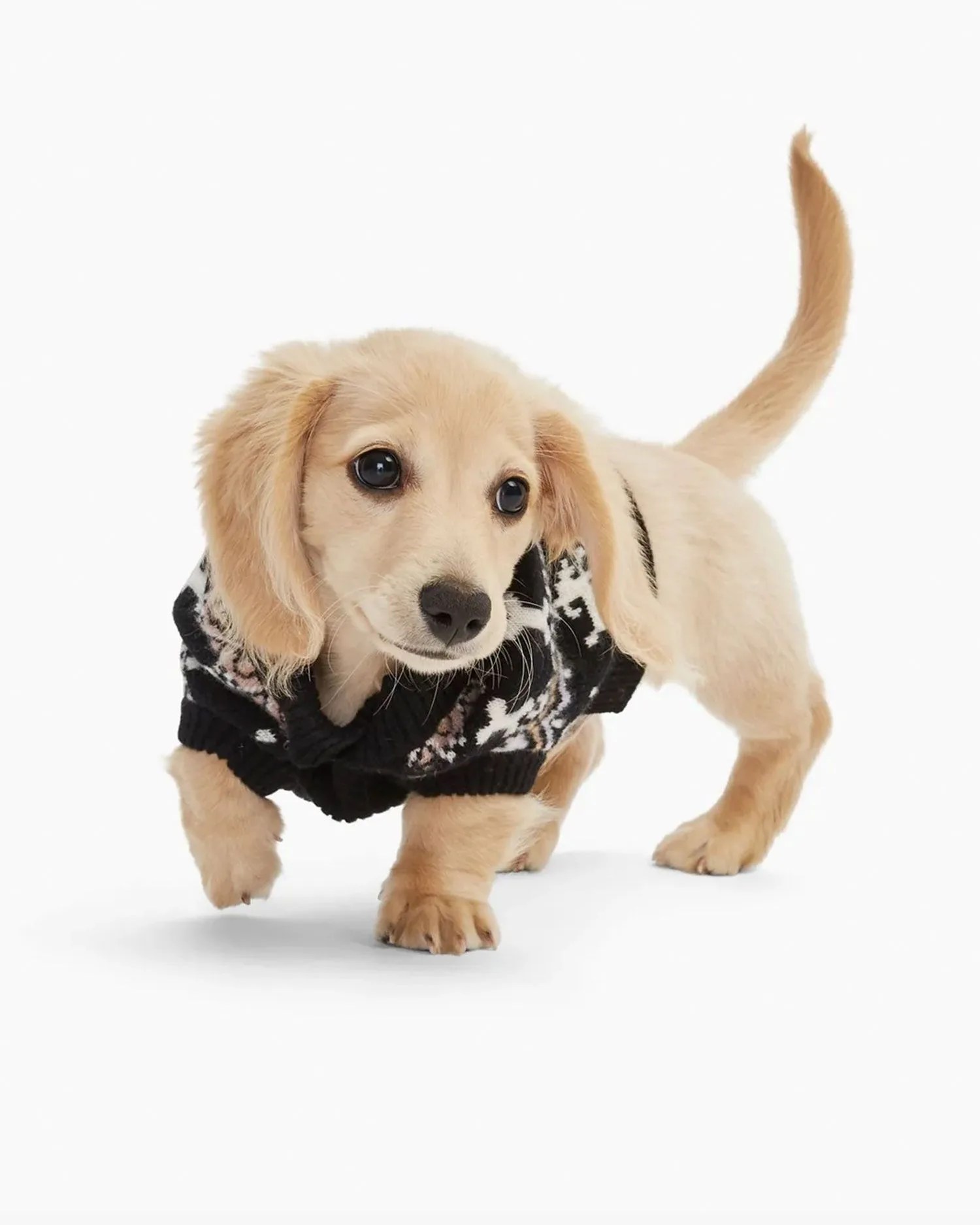 a small dog wearing naadam cashmere bone fair isle dog sweater