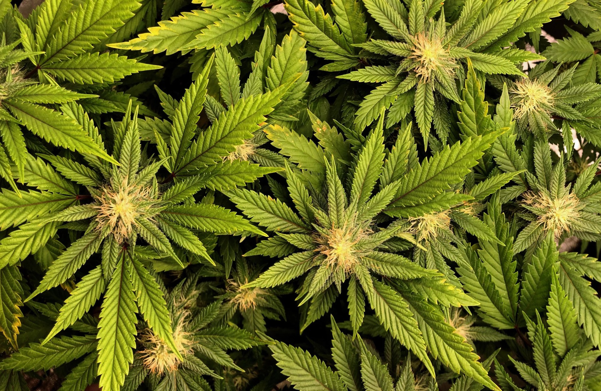 overhead view of cannabis sativa