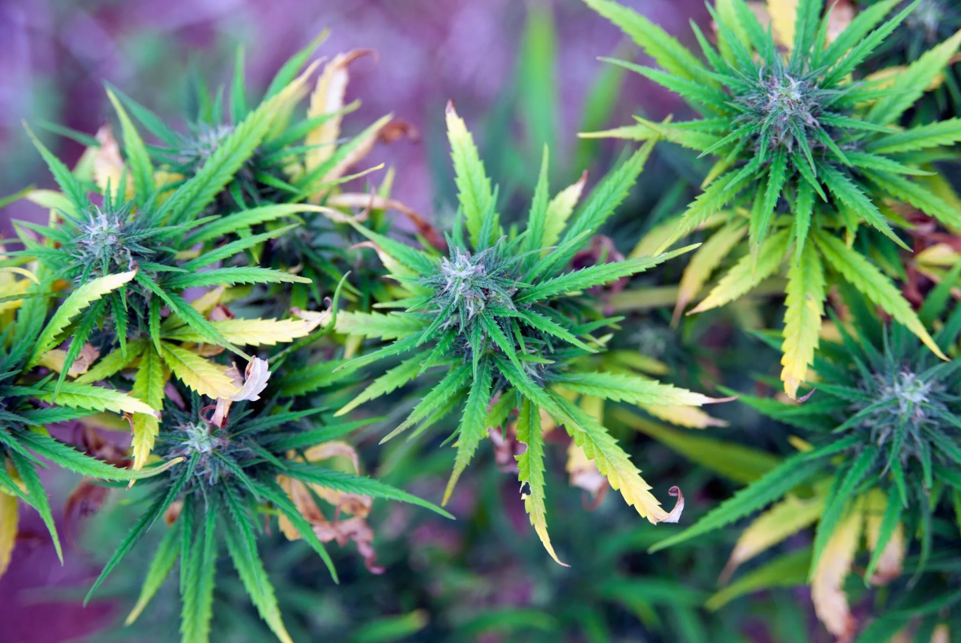 cannabis plant maturing outdoor in nepal
