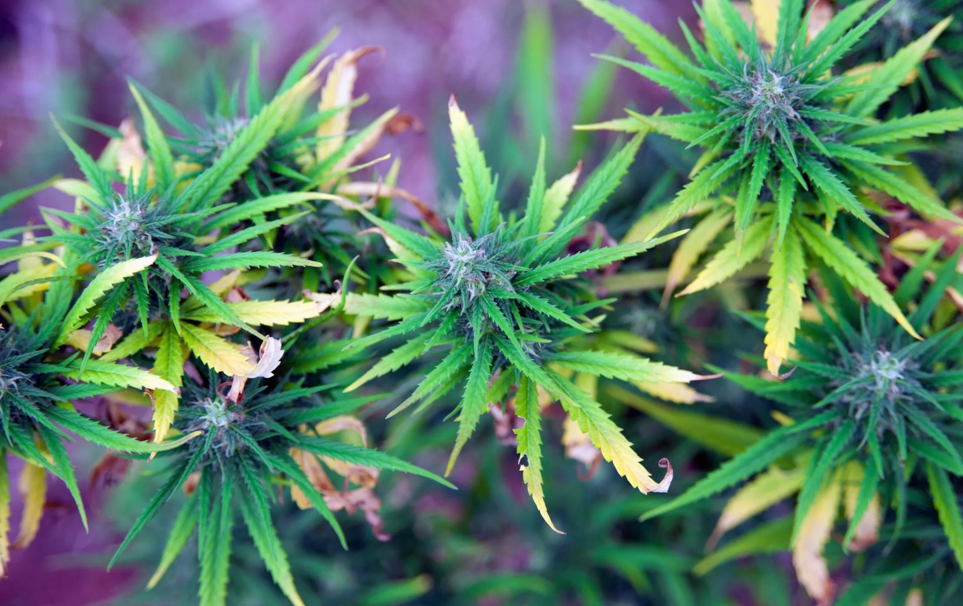 cannabis plant maturing outdoor in nepal