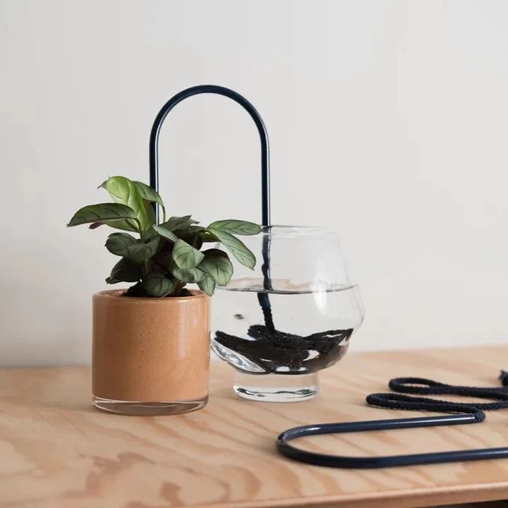 a plant in a pot using plant straws to self water