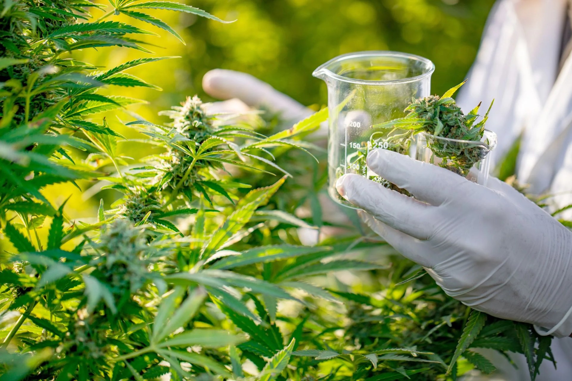 researcher taking a few cannabis buds for scientific experiment