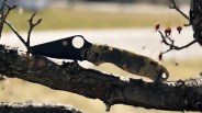 a spyderco knife sitting on a tree branch