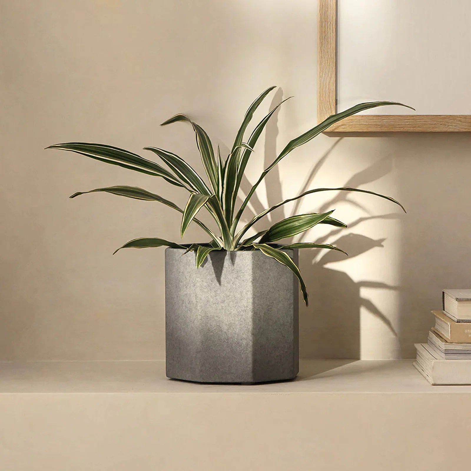 A green and white variegated plant with long, slender leaves in a gray, hexagonal pot sits on a beige surface. To the right, there is a stack of books, and a wooden-framed mirror or picture is partially visible on the wall behind. The scene is softly lit, casting shadows of the plant on the wall.