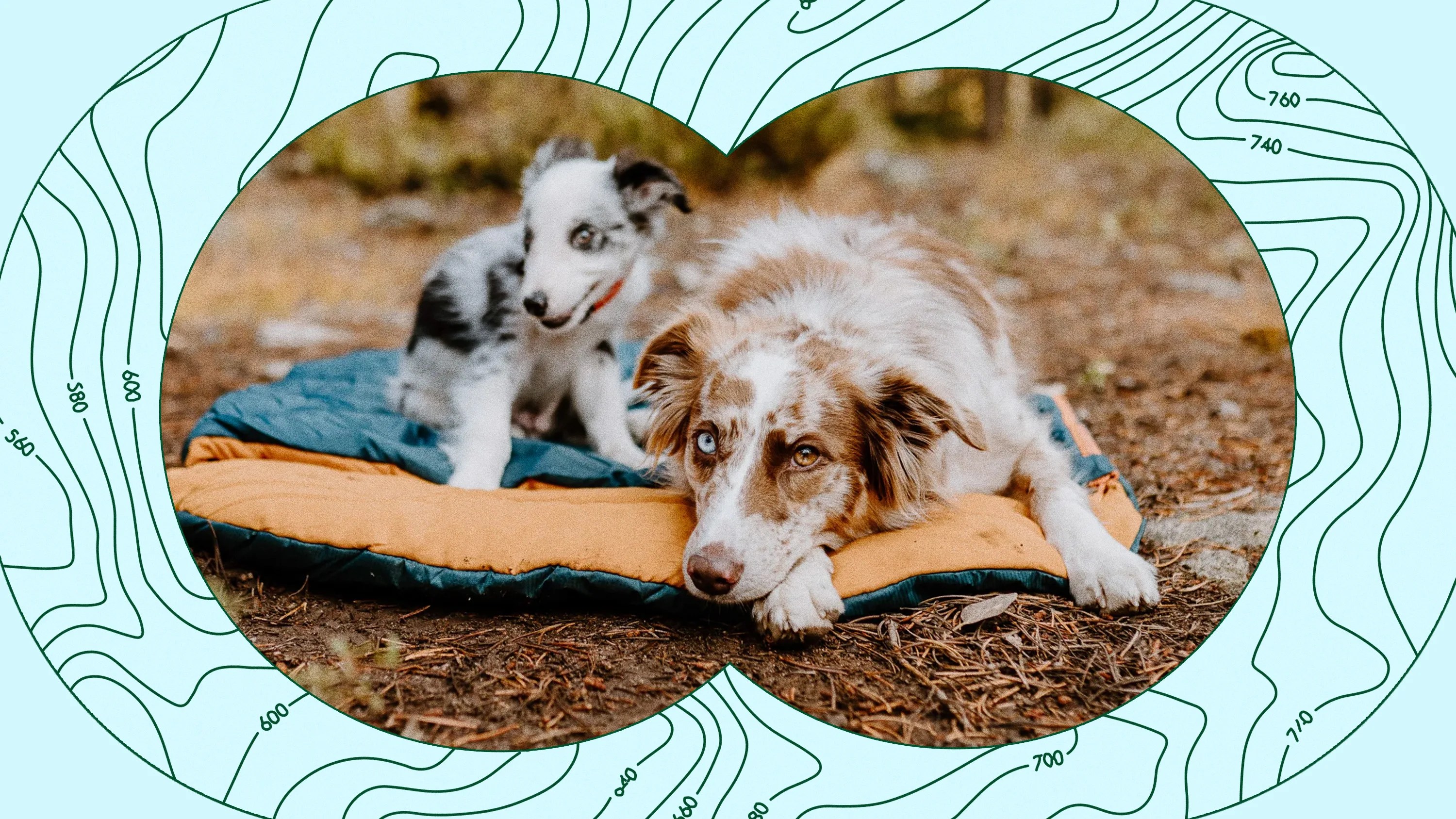 The Best Outdoor Dog Beds for Camping, Hiking and Every