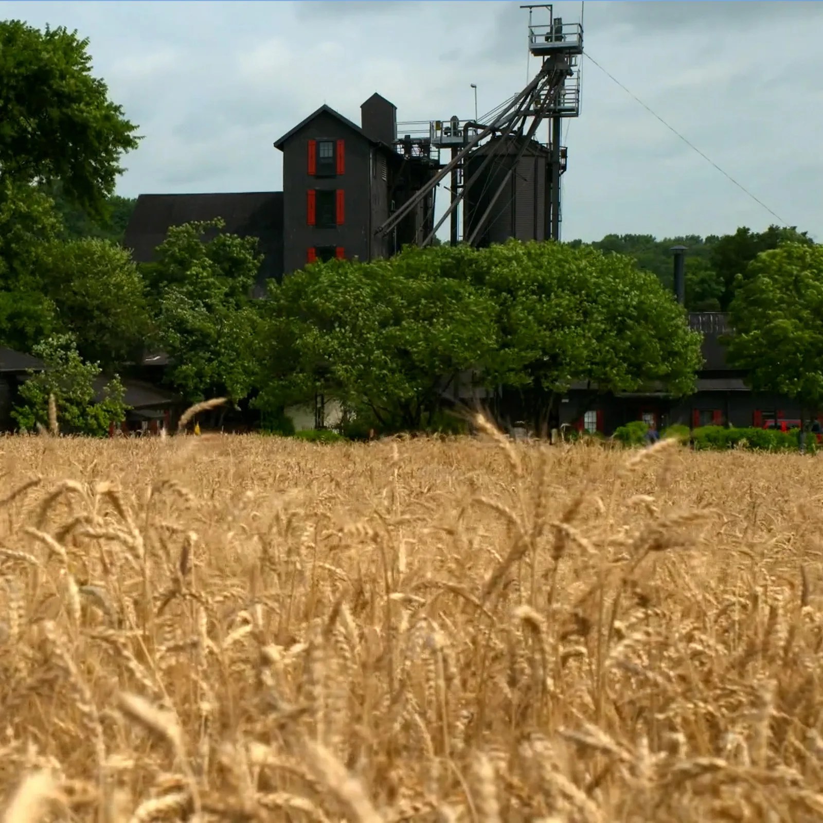 A shot of a field of wheat in front of Maker's Mark distillery in the distance.