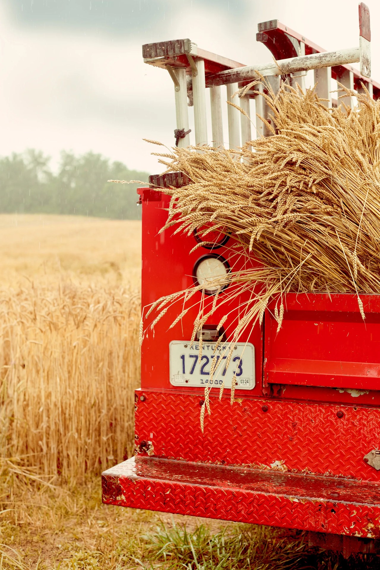 A red Maker's Mark delivery truck shown loaded with grains a golden wheat parked in a golden wheat field.