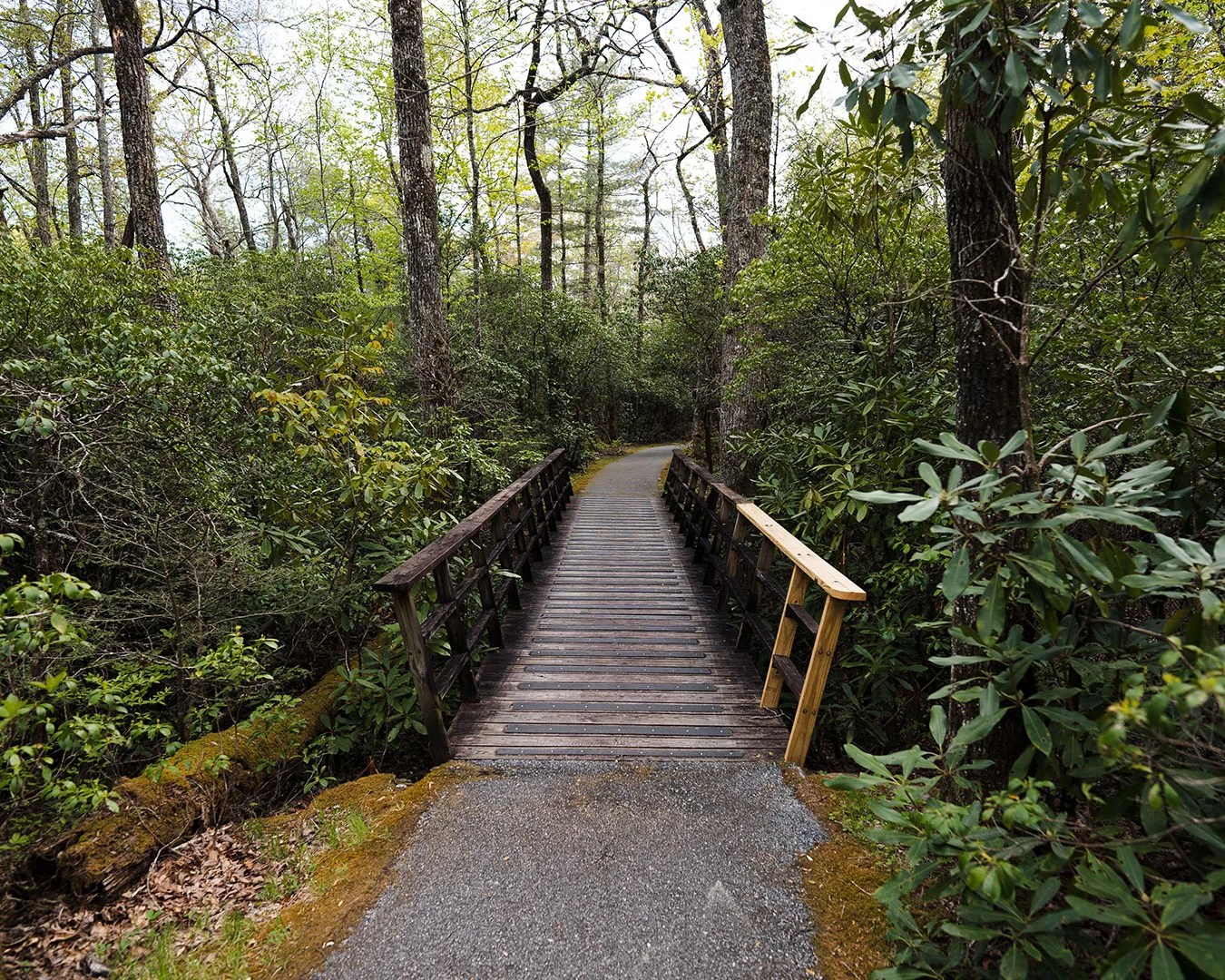 Cradle of Forestry NCPN Walking Trail Through Forest