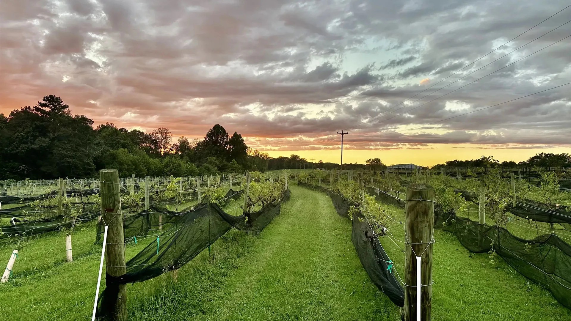 Baker Farm & Winery vineyard