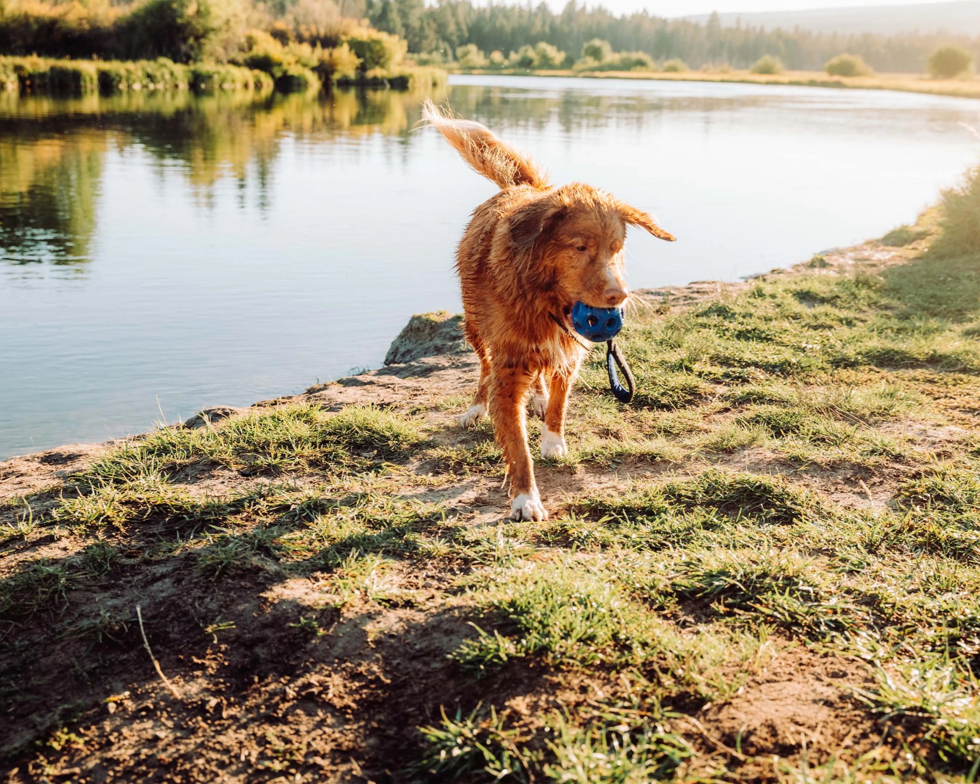 Brown dog carrying a blue ball toy walking on grassy riverbank in sunlight.