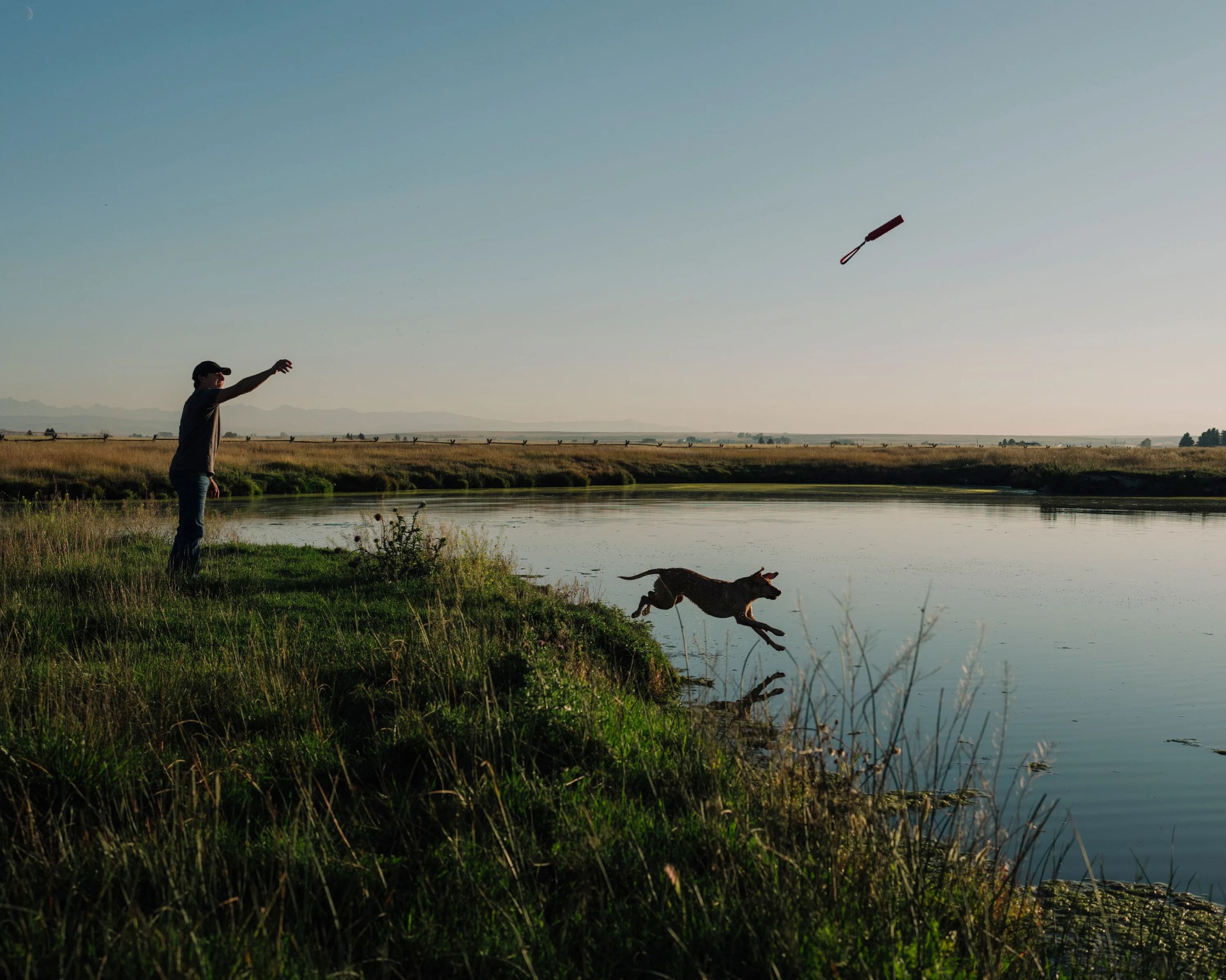 Dog leaping into a pond as a person throws a toy on a grassy riverbank at sunset.