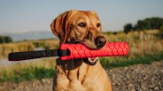 Golden retriever holding a red YETI textured dog toy with a black strap in its mouth outdoors.