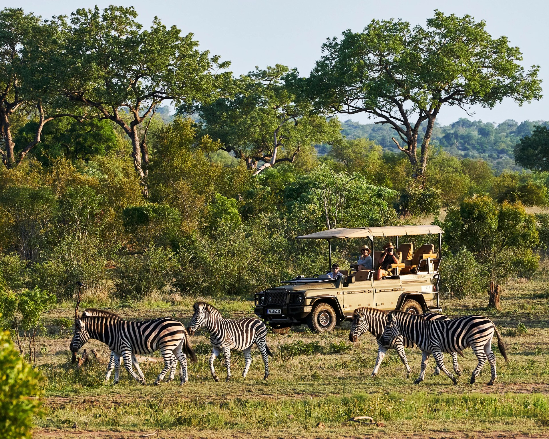 Safari vehicle with tourists observing four zebras walking on grassy terrain with trees in the background.