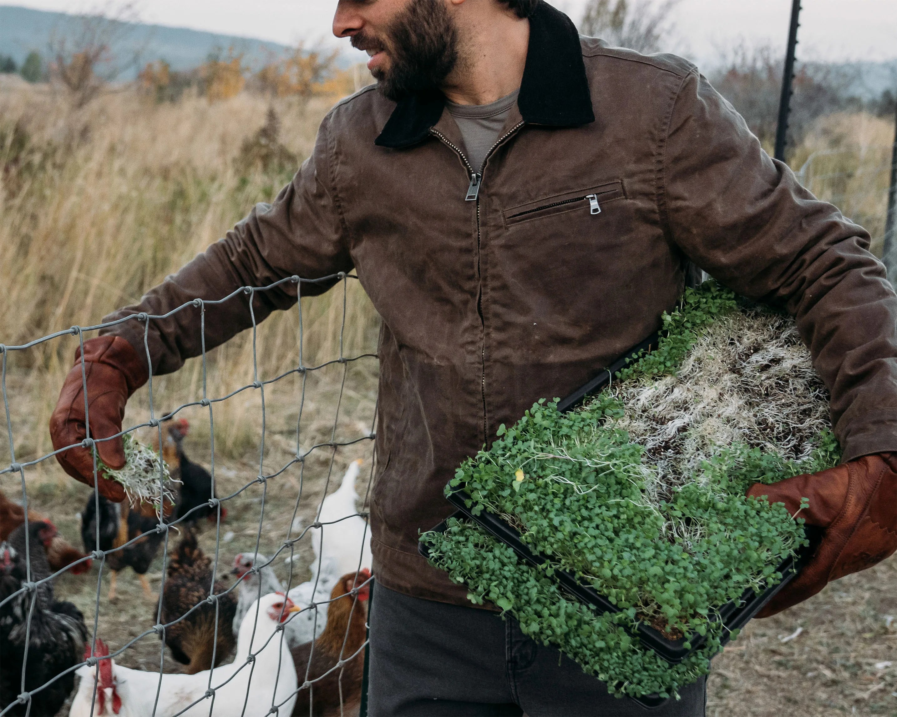 Man in brown jacket and gloves holding trays of green sprouts near a wire fence with chickens behind it.