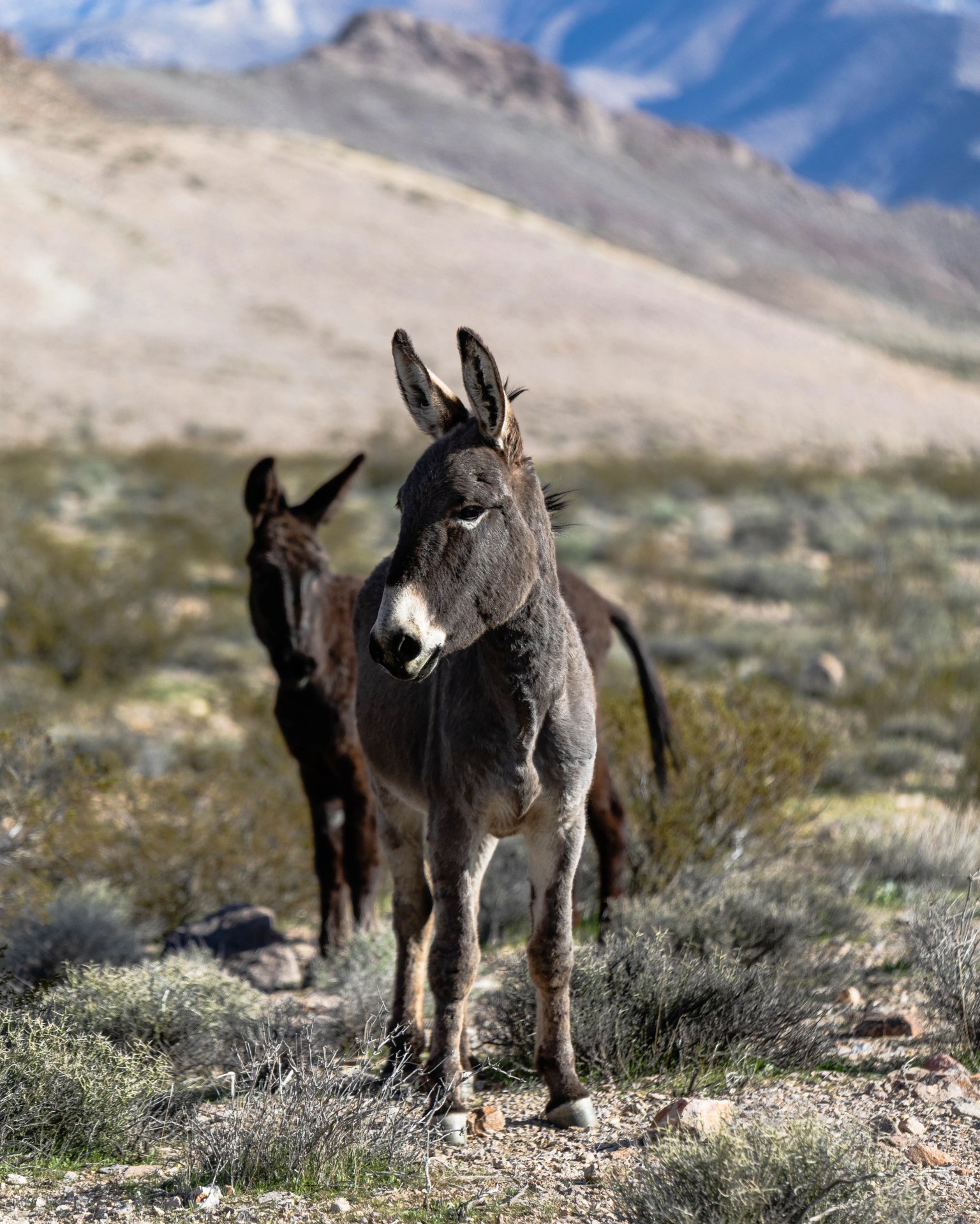 Two donkeys standing on rocky desert terrain with mountains in the background.