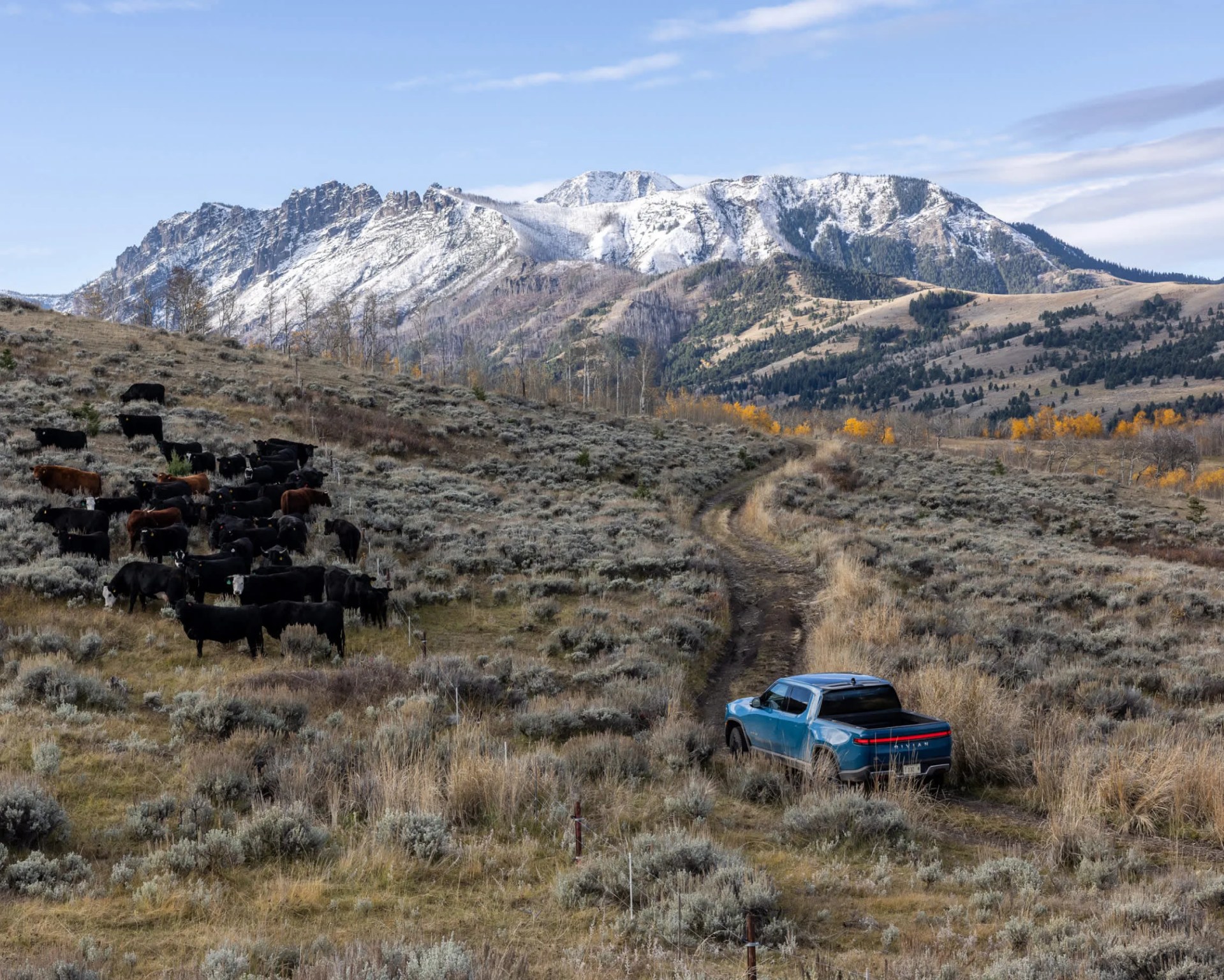 Blue pickup truck driving on a dirt path through a grassy field with black and brown cows and snow-capped mountains in the background.