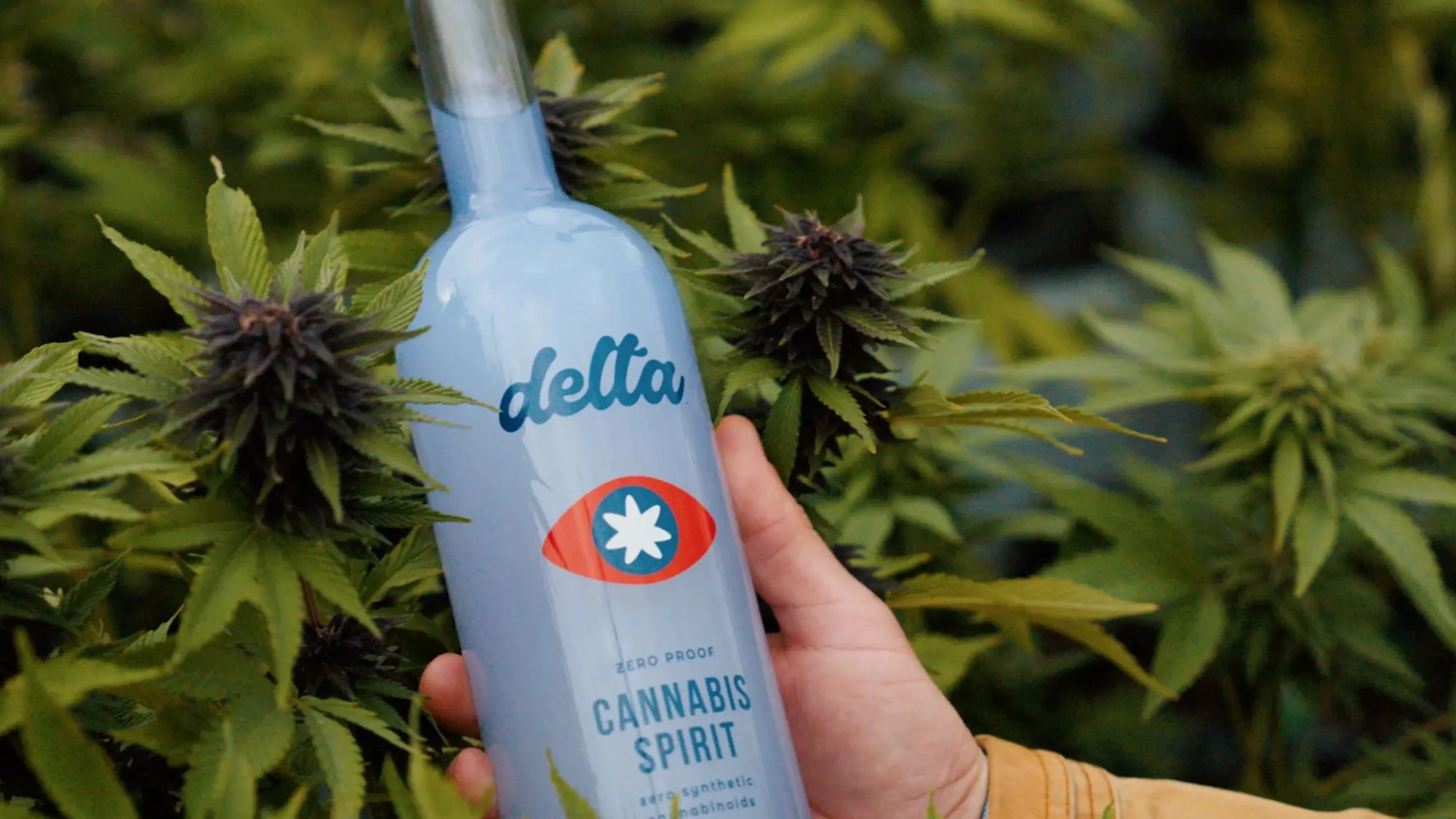 Hand holding a light blue bottle labeled "delta" with "Cannabis Spirit" text, surrounded by cannabis plants.