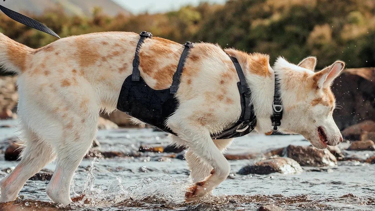 Light brown and white dog wearing a black harness standing in shallow water with rocks.