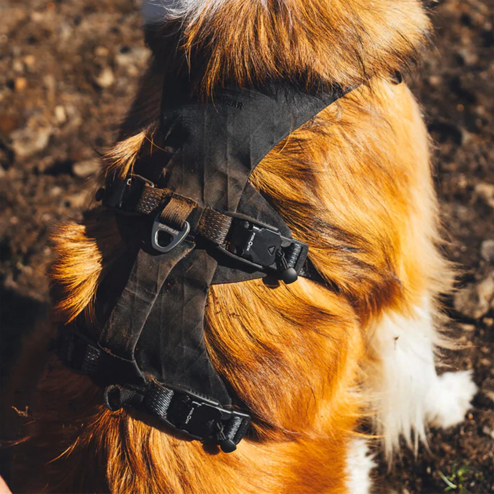 Black protective dog harness with adjustable straps on a dog with reddish-brown fur.