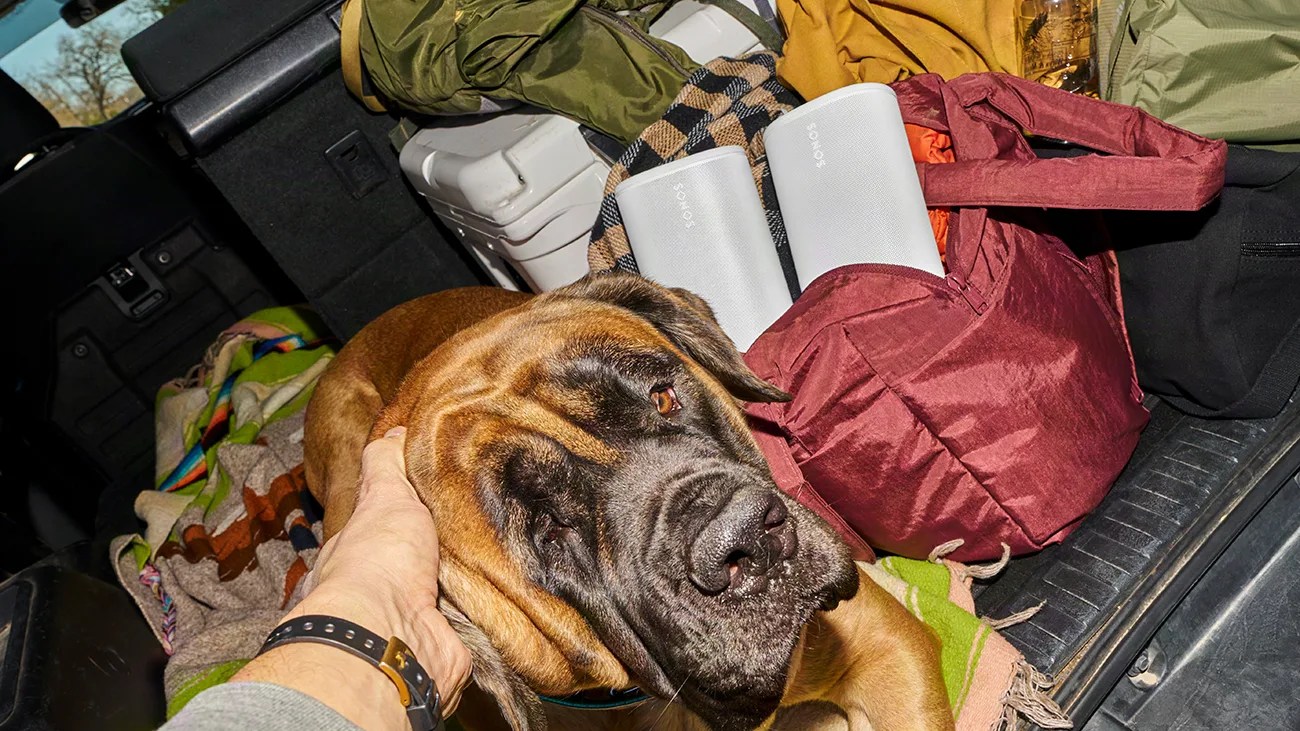Large brown dog resting its head in a hand inside a car trunk filled with bags and blankets.