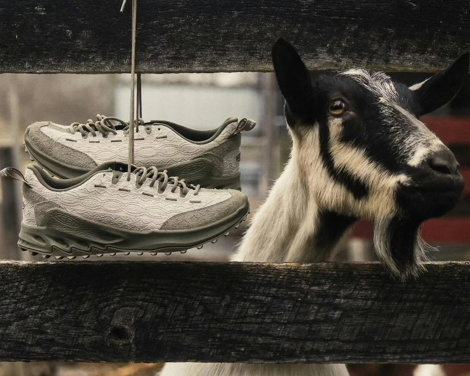 Pair of beige and olive green sneakers hanging by laces on a wooden fence next to a black and white goat.
