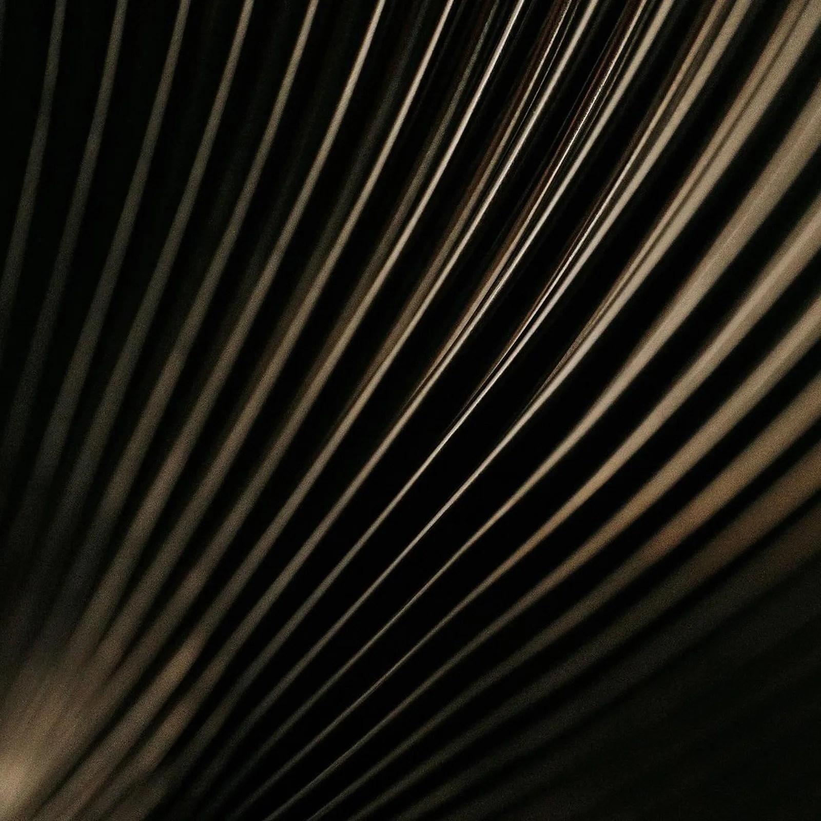 Close-up of dark brown and black palm leaf veins with light highlighting the ridges.