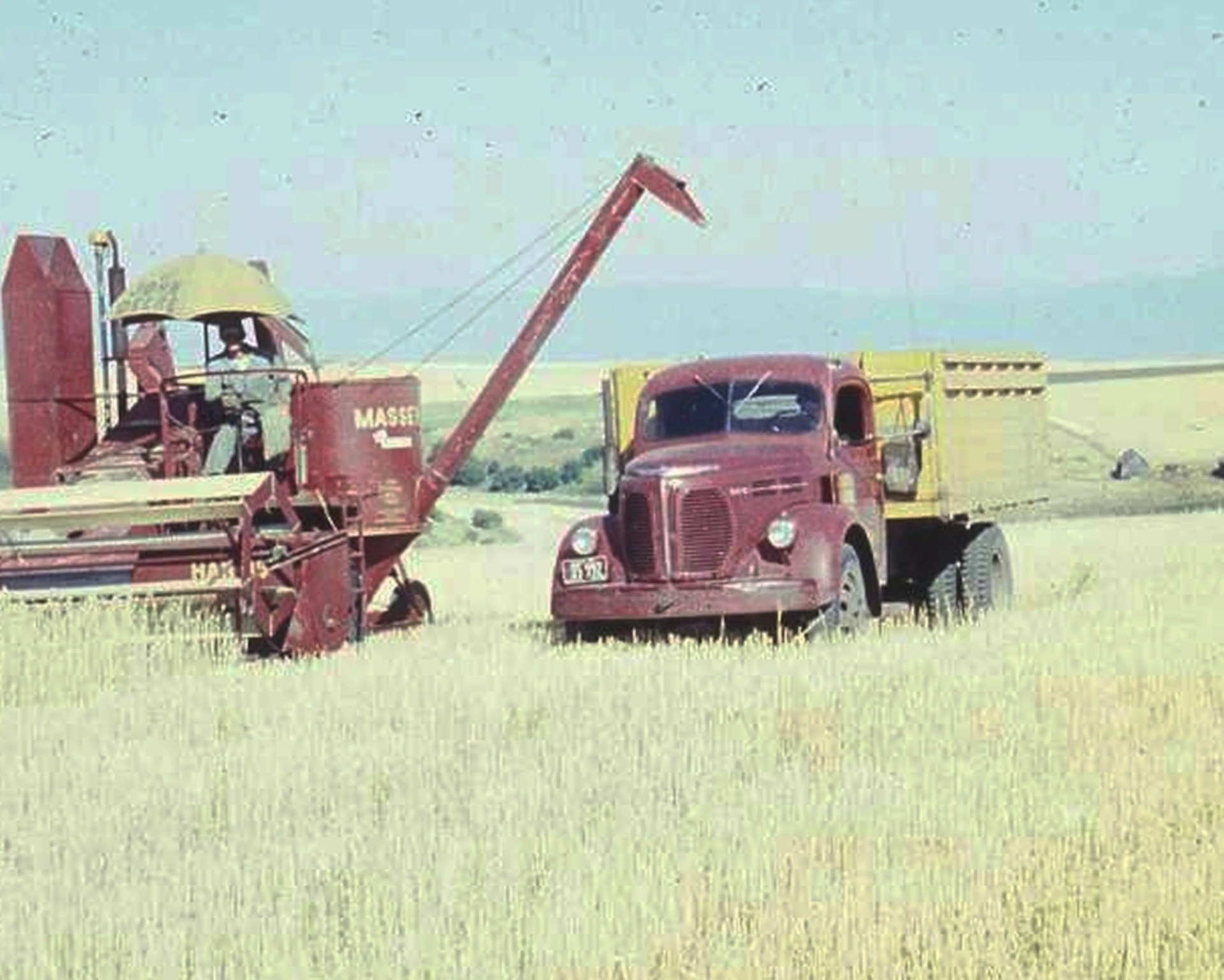 Red Massey Harris combine harvester and vintage red truck with yellow cargo bed in a wheat field.
