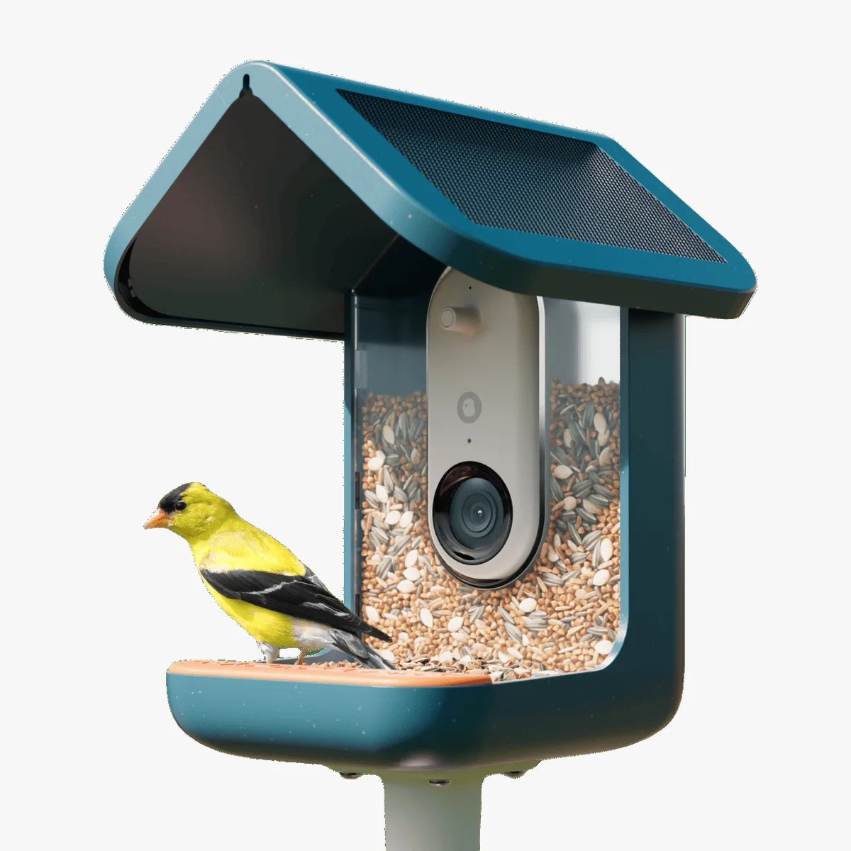 Blue bird feeder with transparent seed container and built-in camera, holding a yellow and black bird.