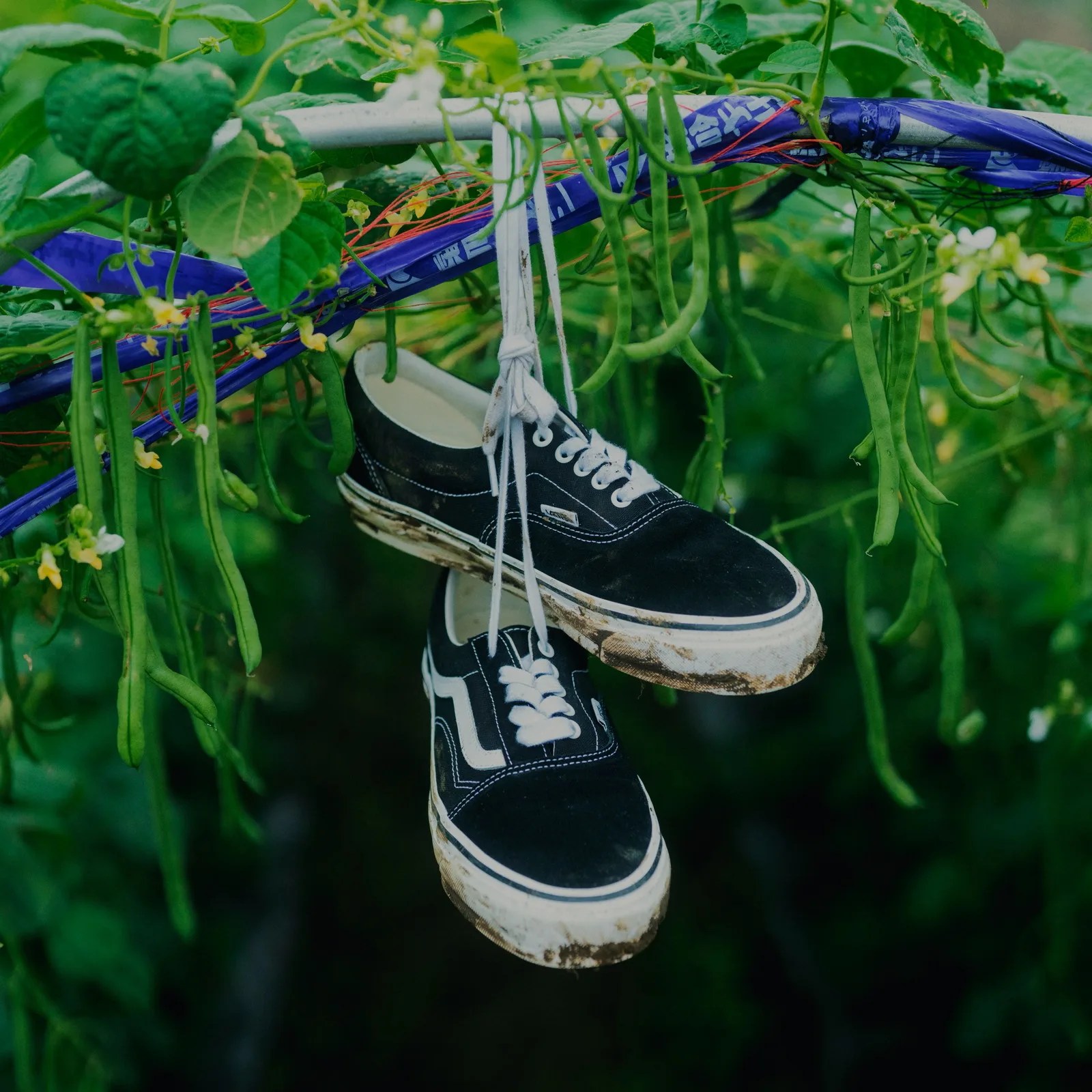 Pair of black and white sneakers with dirty soles hanging by laces on a green bean plant trellis.