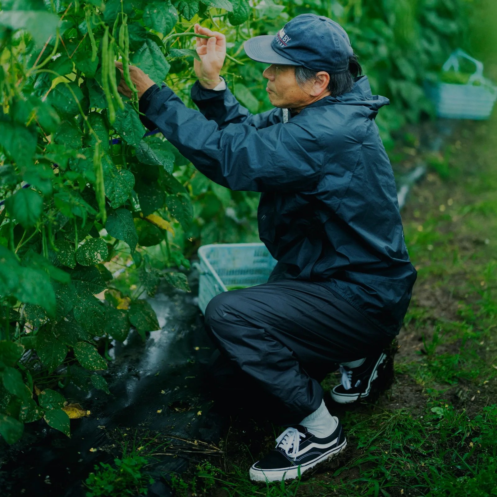 Person in a navy jacket and cap harvesting green beans in a garden with a plastic basket nearby.