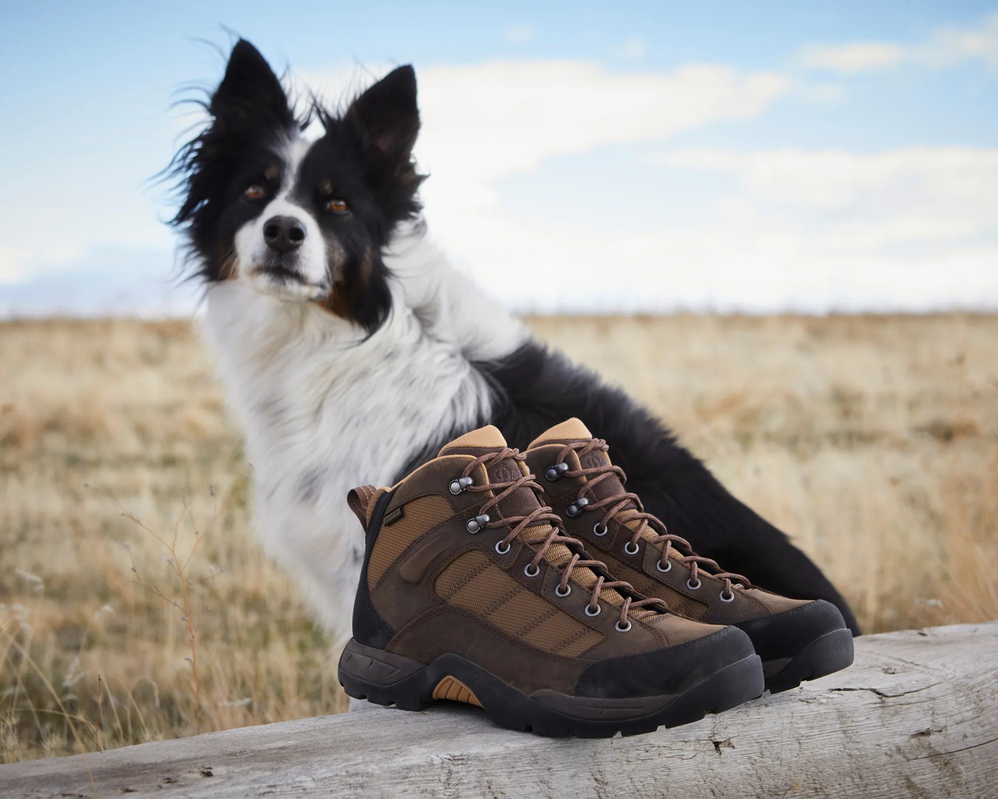 Pair of brown hiking boots on a wooden log with a black and white dog in a grassy field background.