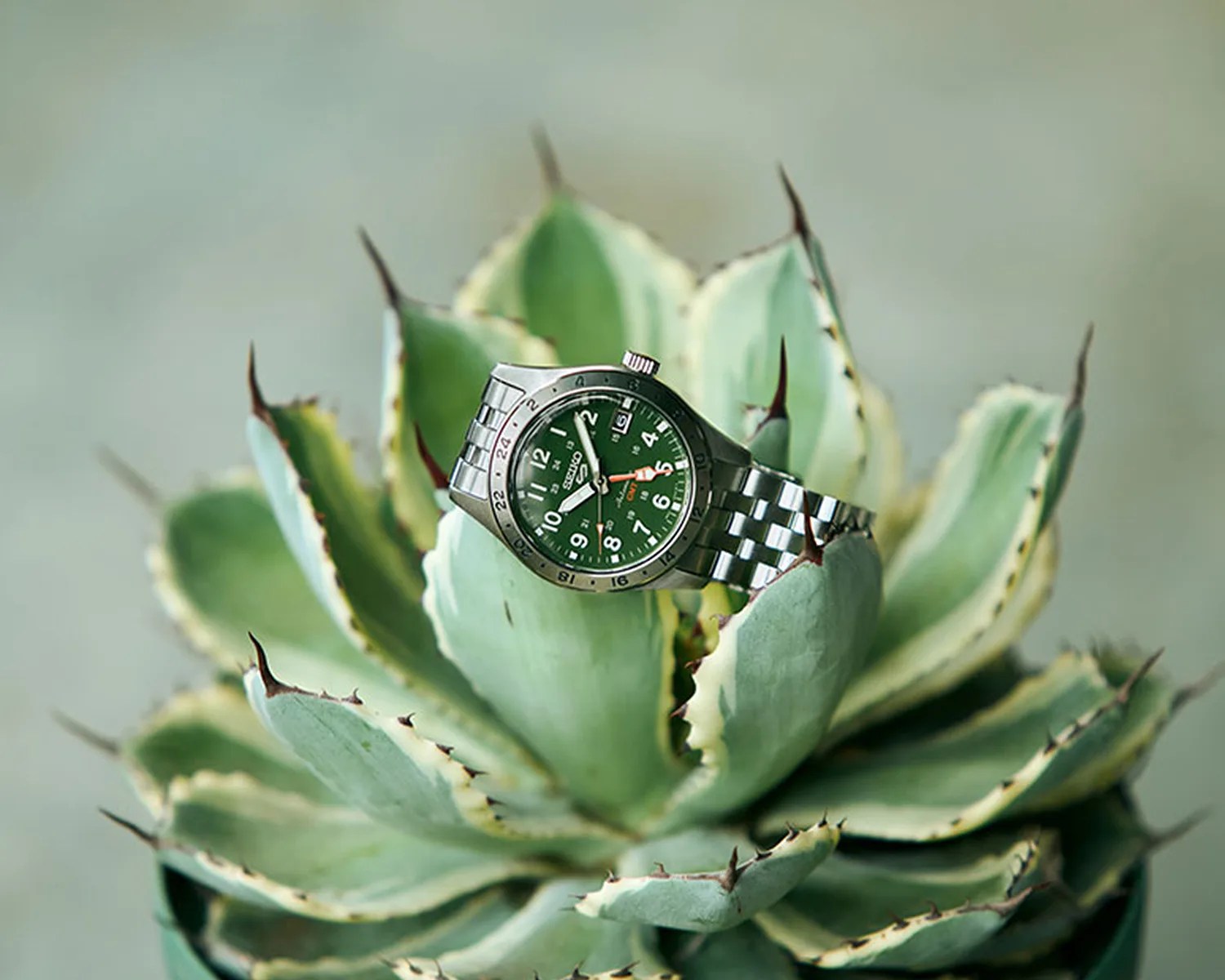 Silver metal wristwatch with a green dial resting on a spiky green succulent plant.