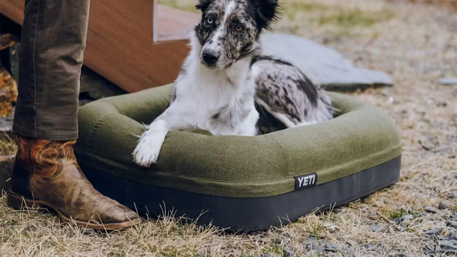 Black and olive green YETI dog bed with a speckled black and white dog lying inside on dry grass.
